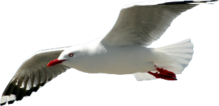 Flying owl